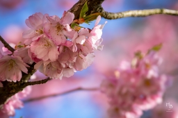 Körsbärsblommor i rosa och vitt